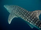 Djibouti - Whale Shark - 13